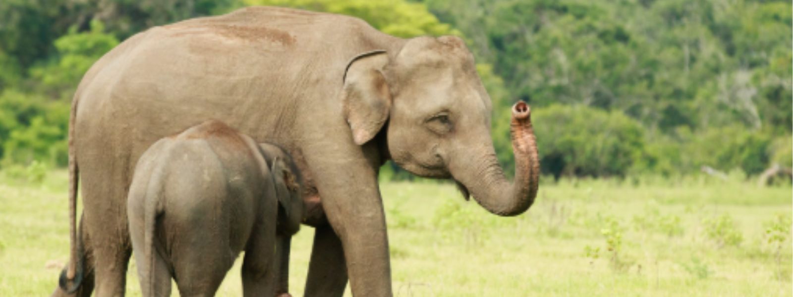 198 Wild Elephants Killed in Past Seven Months